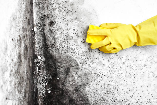 Best Mold Testing  in Gouldtown, NJ