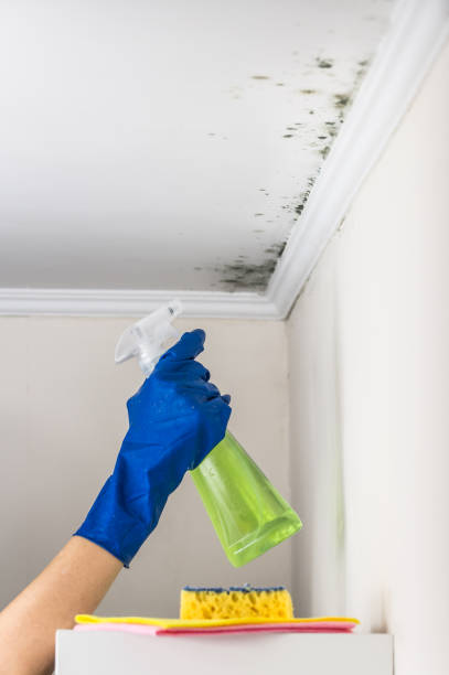 Best Local Mold Removal Service  in Gouldtown, NJ